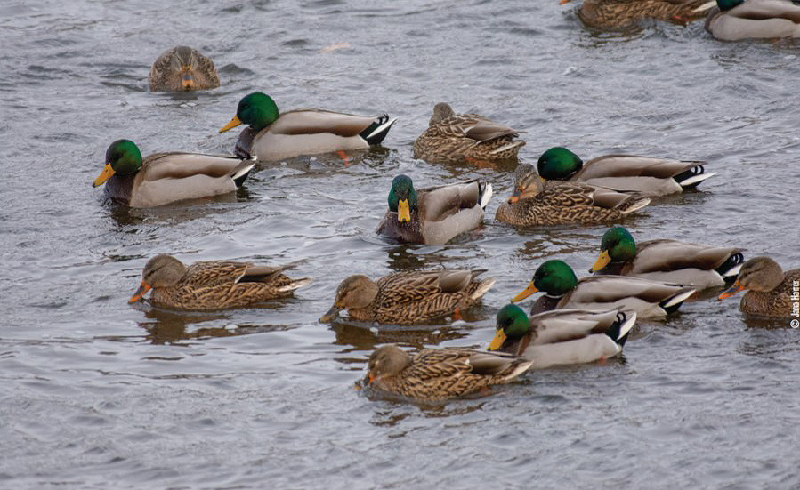 mallards