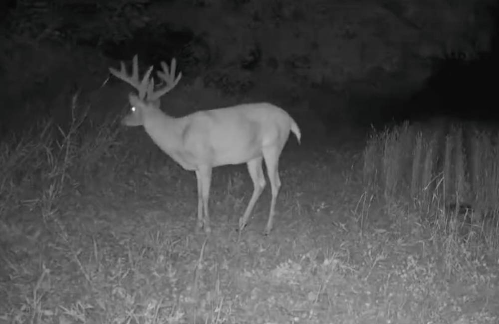 mature bucks in nighttime