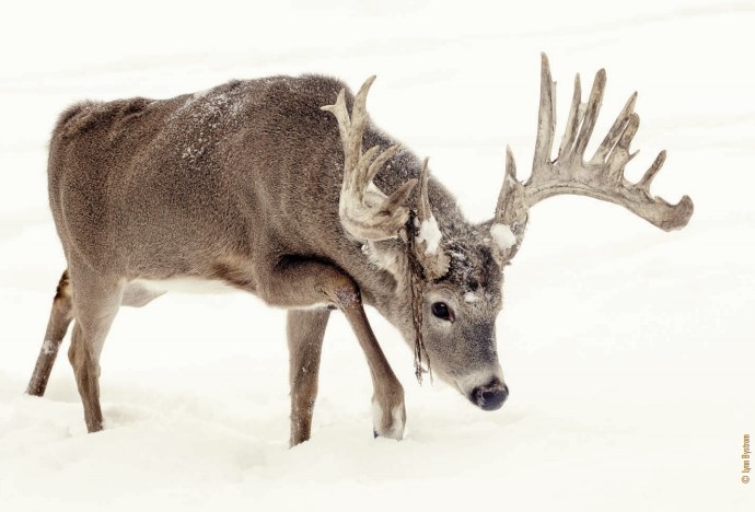 mature buck winter