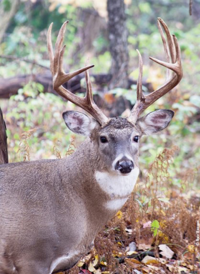 mature buck