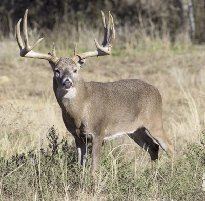 mature buck