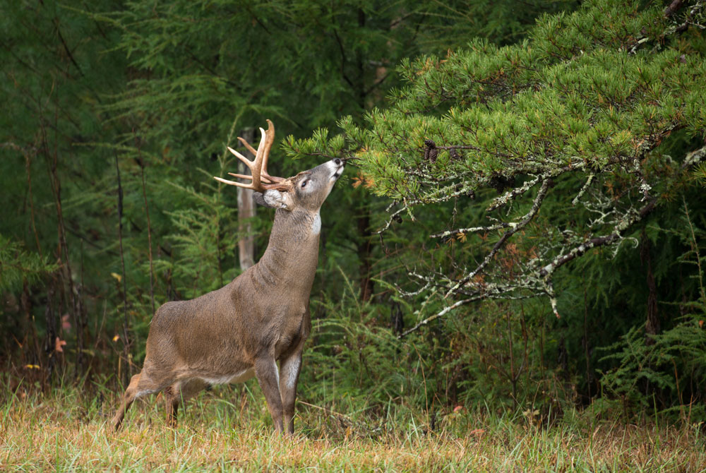 mature whitetail buck