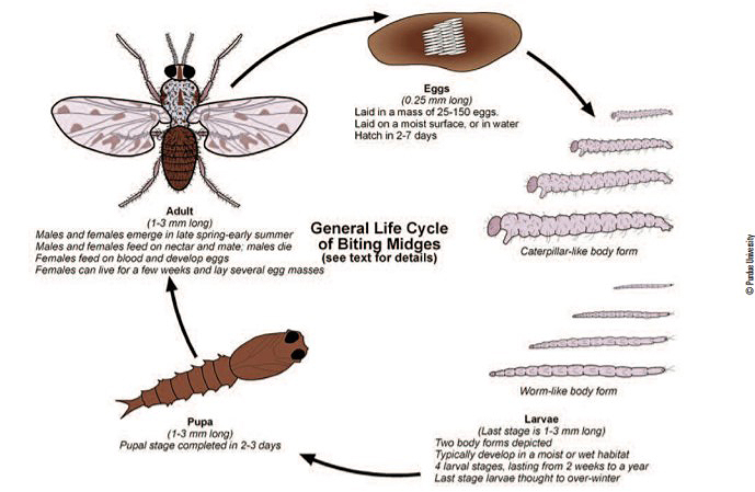 midge life cycle