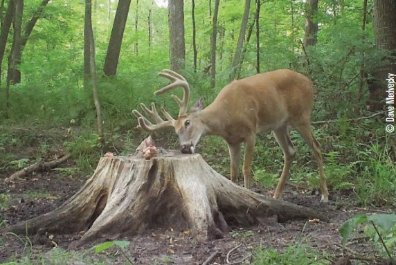 deer at mineral site