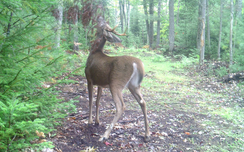 deer at mock scrape