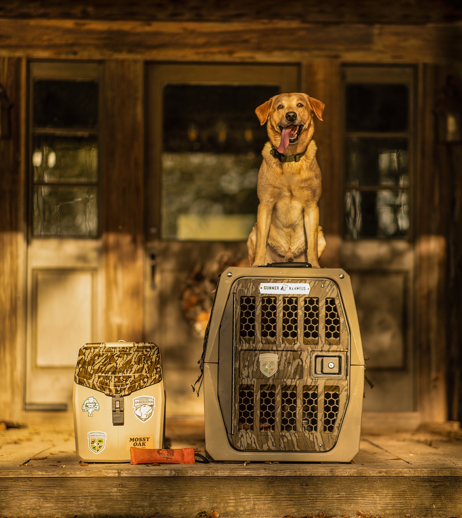 dog on kennel