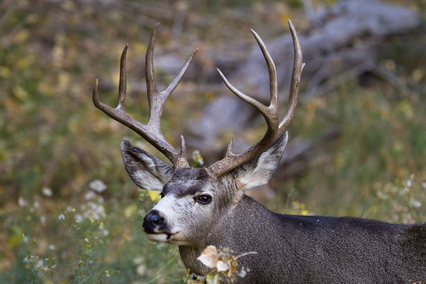 mule deer buck