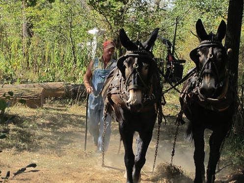 mules pulling logs