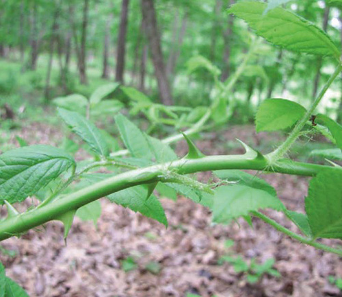 multiflora rose