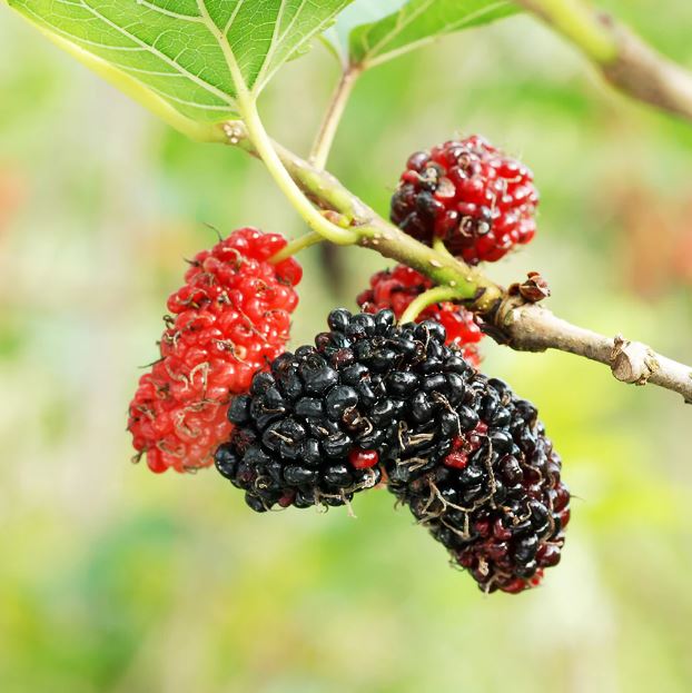 Nativ Nurseries red mulberry