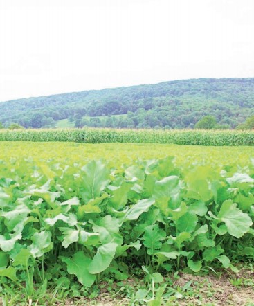 new zealand food plot