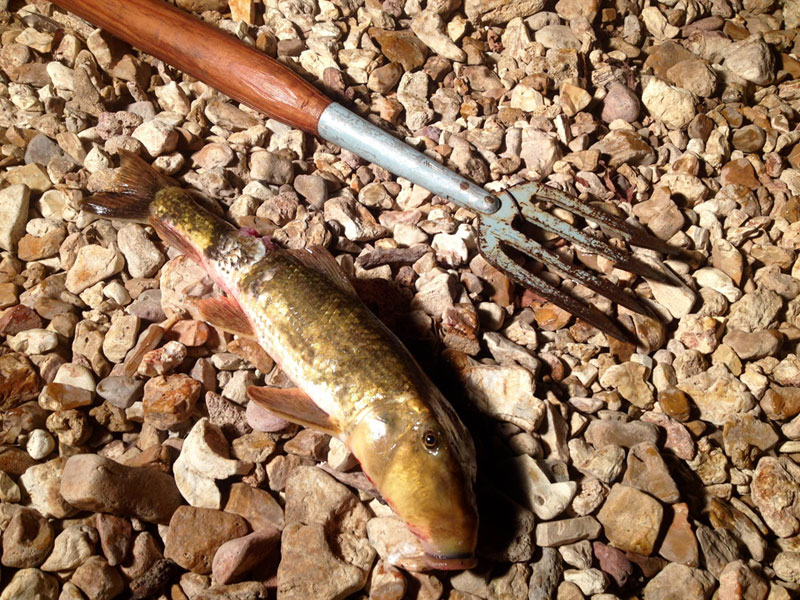 northern hogsucker or yellow sucker