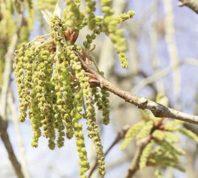 oak pollen