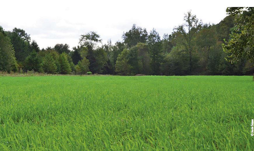 oats grain brassica food plot