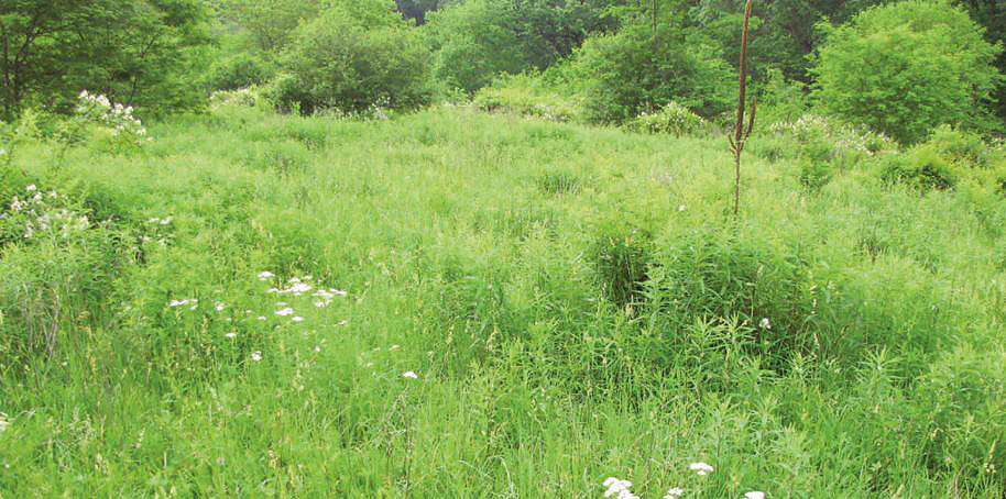 overgrown pasture