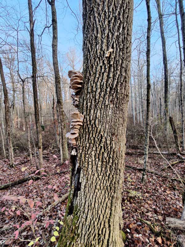 oyster mushrooms