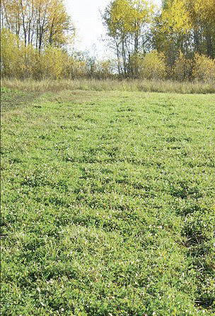 perennials food plot