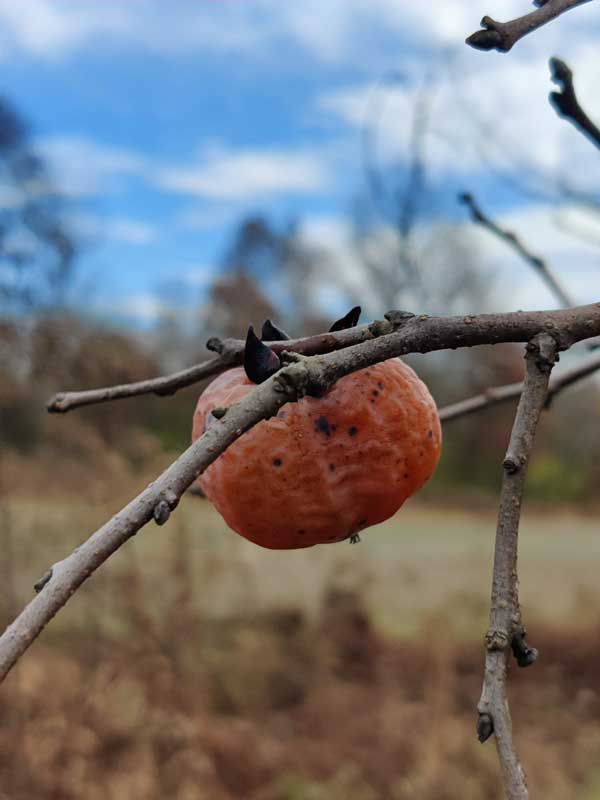 persimmon