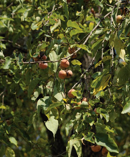 persimmons