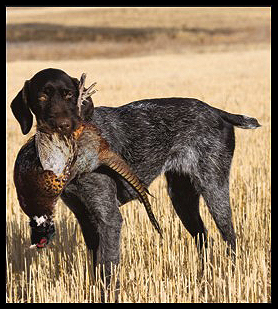 pheasant hunting dog