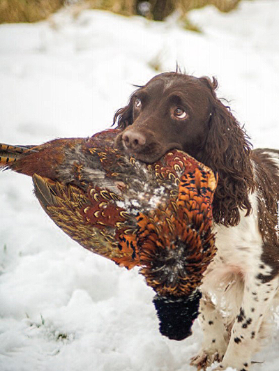 spaniel with pheasant