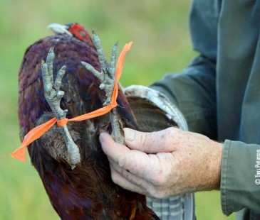 tied pheasant