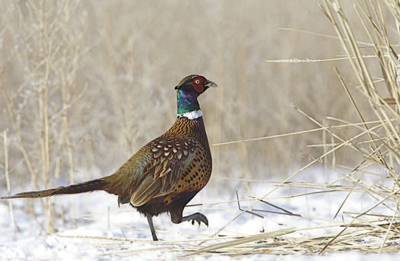 pheasant