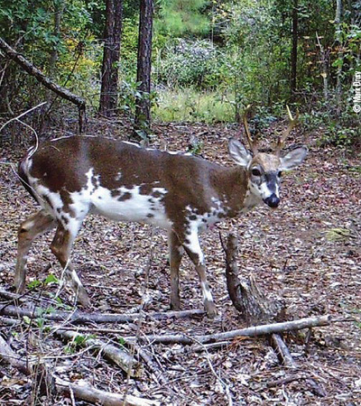 piebald buck