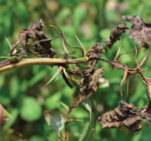 pigweed