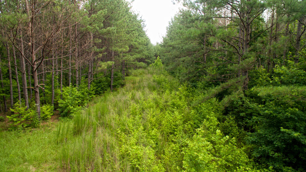 pine corridor