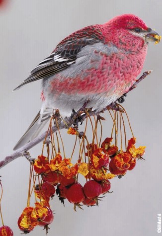 pin grosbeak