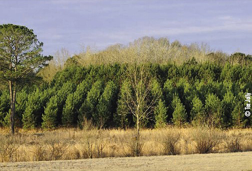 pine plantation