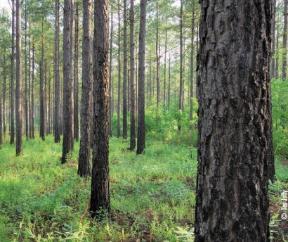 pine vegetation