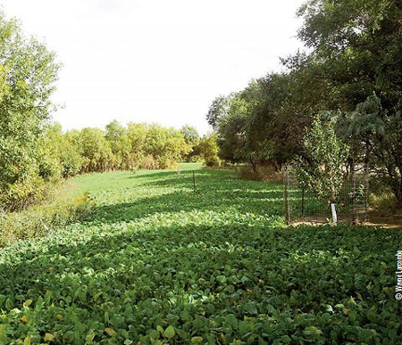 food plot sun