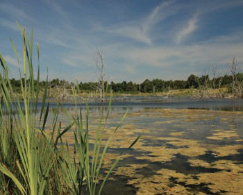 pond algae