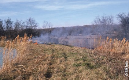 mowed pond