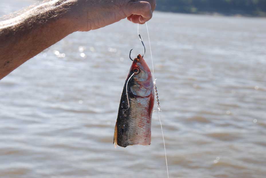 catfish bait