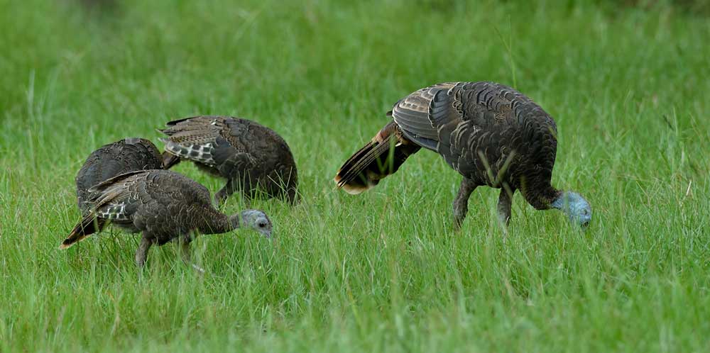 turkey poults in field with hen