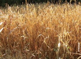 prairie grasses