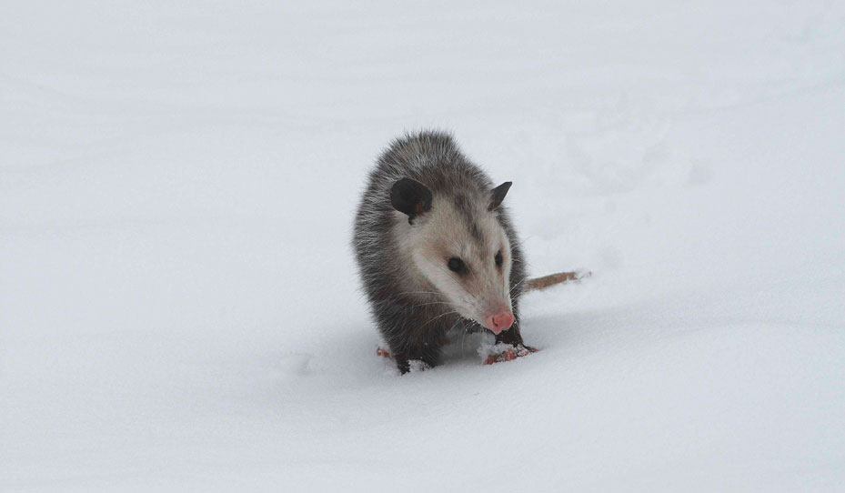 possum