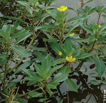 primrose flowers