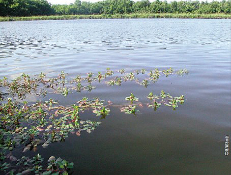 primrose stems