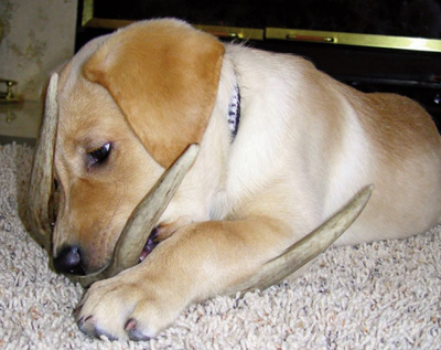 puppy with shed