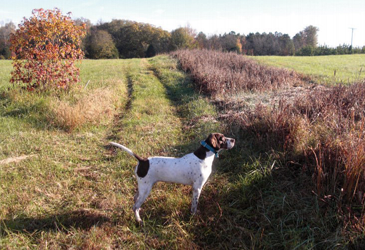 quail dog