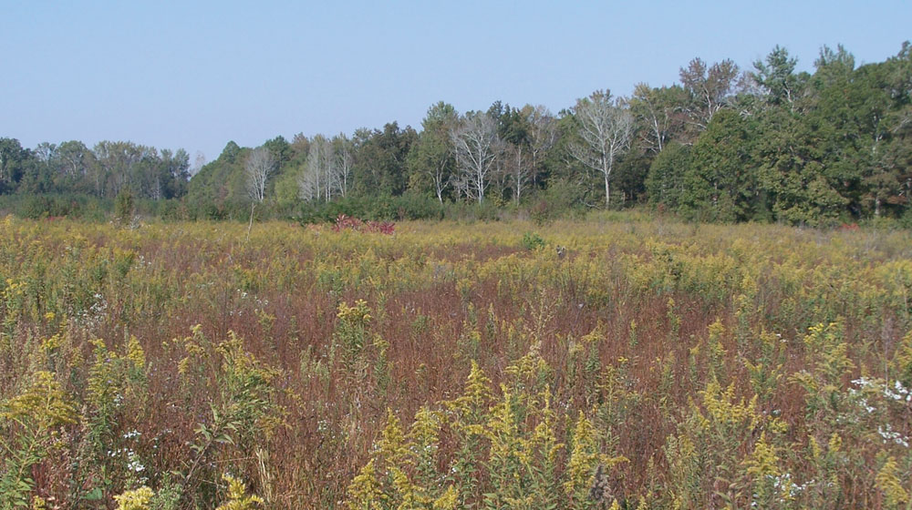 quail habitat