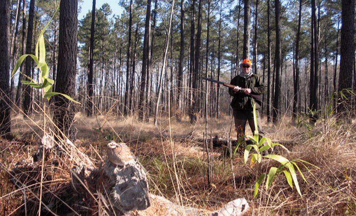 quail hunting