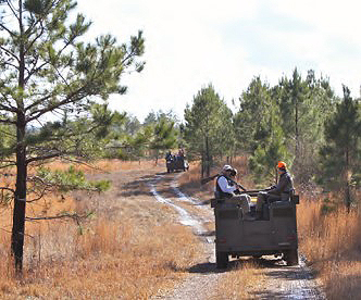 quail hunting