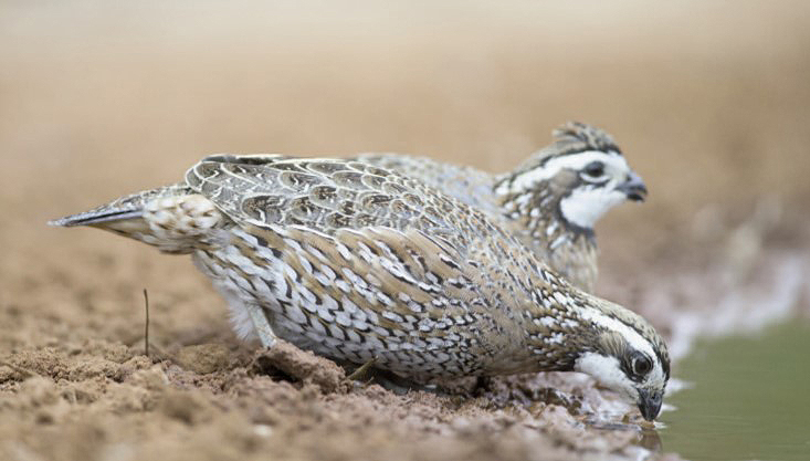 quail