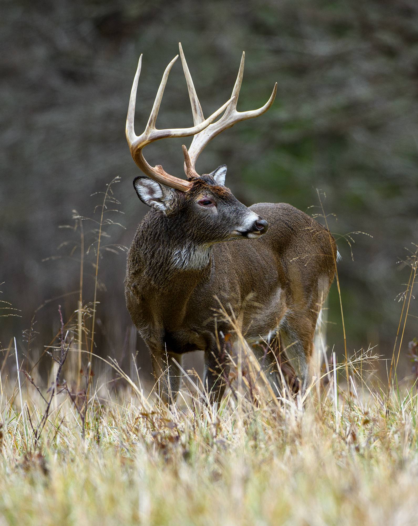 quartering to shot