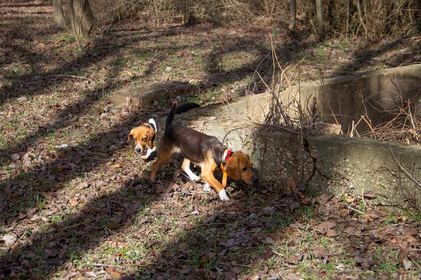 beagles searching for rabbits